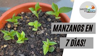 GERMINAR MANZANAS EN 7 DÍAS Manzanos desde semillas en casa  Jardín Viviente [upl. by Body]