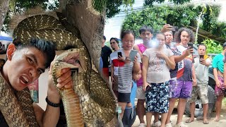 MAMAW SA LAKI NG KING COBRA SA TAGKAWAYAN QUEZON PTAY SA TKLAW [upl. by Aihsyla]