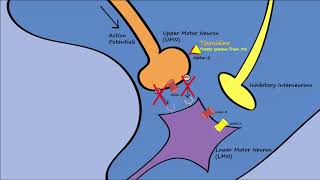 Muscle Relaxers  Mechanisms Indications Side Effects [upl. by Ayatnahs278]