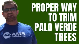 Proper Way to Trim Palo Verde Tree [upl. by Boice]