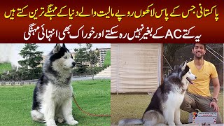 Meet The Cutest and Expensive Siberian Husky Dogs In Lahore – The Champion Of 2019 amp 2020 Dog Show [upl. by Yennep721]