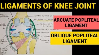 Knee Joint  4  Arcuate Popliteal Ligament  Oblique Popliteal Ligament [upl. by Qifar]