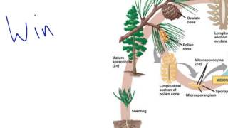 Gymnosperm Reproduction [upl. by Adnical361]