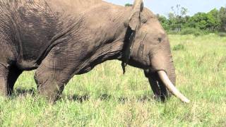 Musth male elephant behavior  Mara Conservancy [upl. by Christiansen]