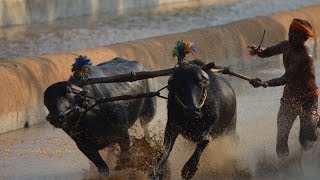 Moodubidire Koti Chennaya Kambala  buffalo race  Most viewed Kambala video [upl. by Mccready]