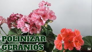 geranios como se reproducen polinizacion chuyito jardinero [upl. by Carrel]