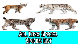 All Lynx Species  Species List [upl. by Lau]