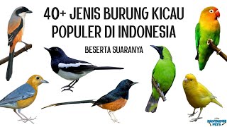 40 Jenis Burung Kicau Populer di Indonesia beserta suaranya [upl. by Enak9]