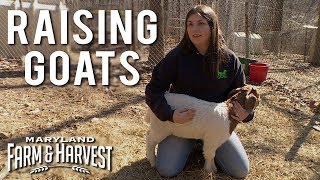 Raising Goats for 4H  Maryland Farm amp Harvest [upl. by Ramej]