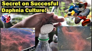 How to Culture Daphnia Successfully [upl. by Savitt993]