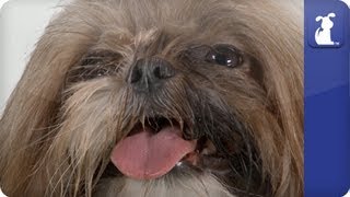 Doglopedia  Shih Tzu [upl. by Mroz]