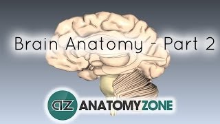 Basic Parts of the Brain  Part 2  3D Anatomy Tutorial [upl. by Lowery]