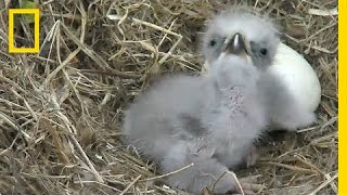 Highlights of Cute Baby Eaglets From DC’s Eagle Cam  National Geographic [upl. by Peggir]