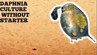 HOW TO CULTURE DAPHNIA NATURALLY WITHOUT A STARTER [upl. by Dion]