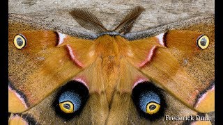 Polyphemus Moth Male and general information Antheraea polyphemus Pennsylavania United States [upl. by Stead]