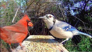 Blue Jays and Cardinals  Extreme CloseUp [upl. by Zebapda]