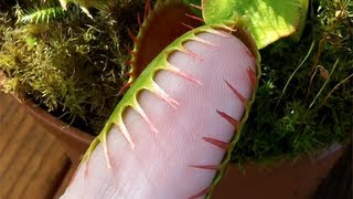 Venus Flytrap grabs pinkie finger [upl. by Revlis]