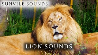 Lion Sounds  Animal Sounds with Peter Baeten [upl. by Ayokahs929]