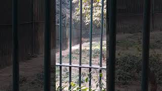 Lucknow zoo टाइगर [upl. by Nnylsoj]