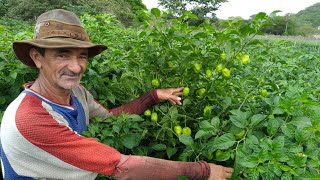 COMO PLANTAR PIMENTA DE CHEIRO E QUAL ADUBO USAR [upl. by Tildy]