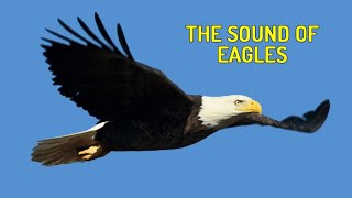 Suara Burung Elang di Angkasa Sound of Eagles Asli dari Alam [upl. by Tjaden]