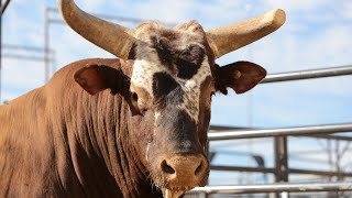 PBR Legend Bushwacker [upl. by Bailie727]