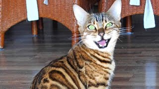 Bengal cats Scream Chirp and Meow very loud [upl. by Ailesor947]