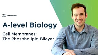 Cell Membranes The Phospholipid Bilayer  Alevel Biology  OCR AQA Edexcel [upl. by Coleville]