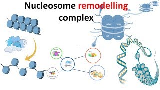 Nucleosome remodeling complex introduction [upl. by Barrow996]