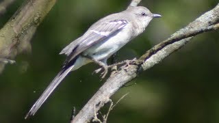 Mockingbird sounds mimicking amp singing song [upl. by Saduj765]