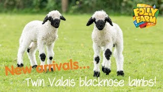 Twin Valais blacknose lambs [upl. by Pittel]