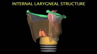 Larynx Animation [upl. by Lerad684]