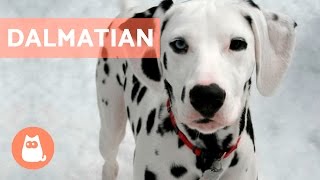 All About the DALMATIAN  Traits and Training [upl. by Leksehc]