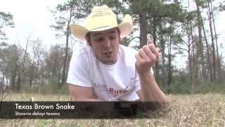 Texas Brown Snake vs Southern Copperhead [upl. by Staten]