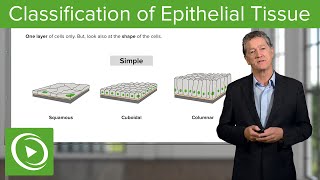 Classification of Epithelial Tissue – Histology  Lecturio [upl. by Beulah]