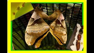 Polyphemus Silk Moth Life Cycle Part 2  Giant Silk Moth  Its finally finished WooooHoooo [upl. by Trygve]