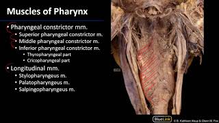 Larynx and Pharynx  Pharyngeal Muscles [upl. by Betthezul]