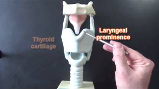 Larynx Model  Respiratory System [upl. by Eletnahs782]