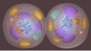 Mitosis [upl. by Togram]