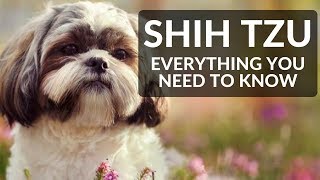 SHIH TZU 101 Everything You Need To Know About Owning A Shih Tzu Puppy [upl. by Opiuuk]