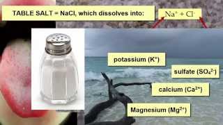 Salinity Impacts on Marine Life [upl. by Yngiram999]