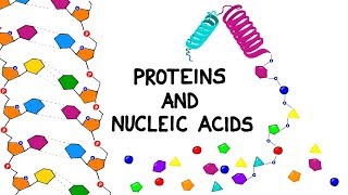 Proteins and Nucleic Acids [upl. by Aninnaig]