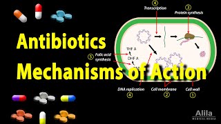 Antibiotics  Mechanisms of Action Animation [upl. by Bogosian]