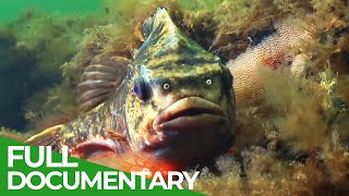 Blue Planet The Fascinating World Beneath the Waves  Free Documentary Nature [upl. by Whitby]