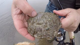 Foraging And Cooking Wild Oysters With Craig Evans [upl. by Fayth]