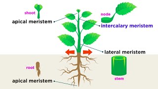 Types of Plant Cells [upl. by Ethbinium]