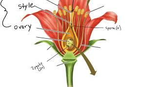 Angiosperm Life Cycle [upl. by Gildea]