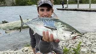 Rhode Island Albie Fishing Newport False Albacore [upl. by Allenaj]