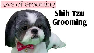 Grooming a Shih Tzu  Basic Clip [upl. by Niltiak188]