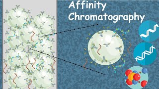 Affinity chromatography in 5 minutes  Affinity purification [upl. by Ramed]